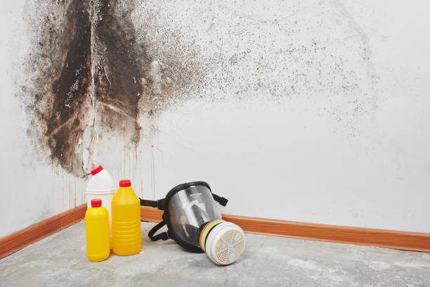 Best Mold Testing  in Arnold, CA
