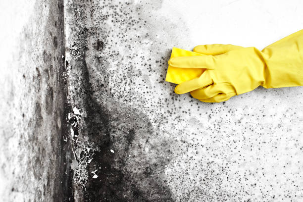 Best Black Mold Removal  in Arnold, CA