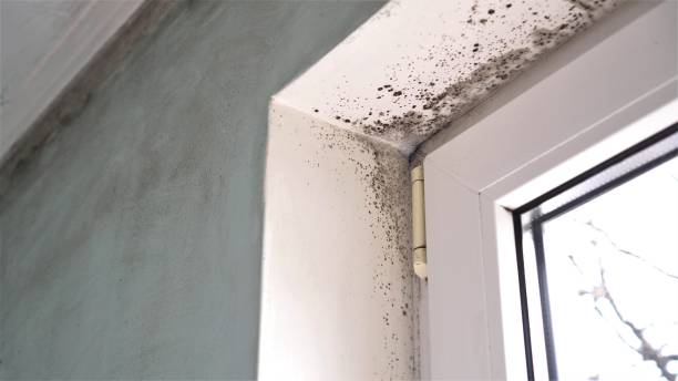 Best Attic Mold Removal  in Arnold, CA