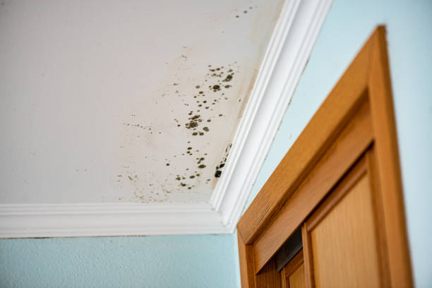 Best Professional Mold Removal  in Arnold, CA