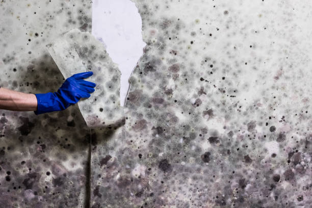 Best Same-Day Mold Removal  in Arnold, CA
