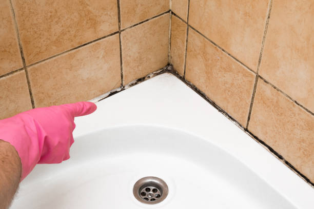 Best Certified Mold Removal  in Arnold, CA