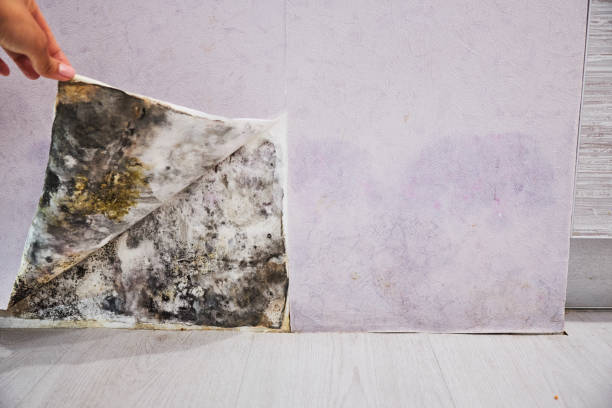 Best Mold Remediation  in Arnold, CA